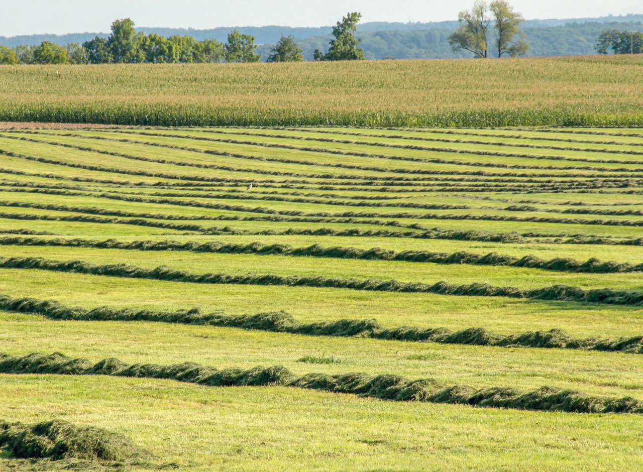 Graslandschaft-Shotshop